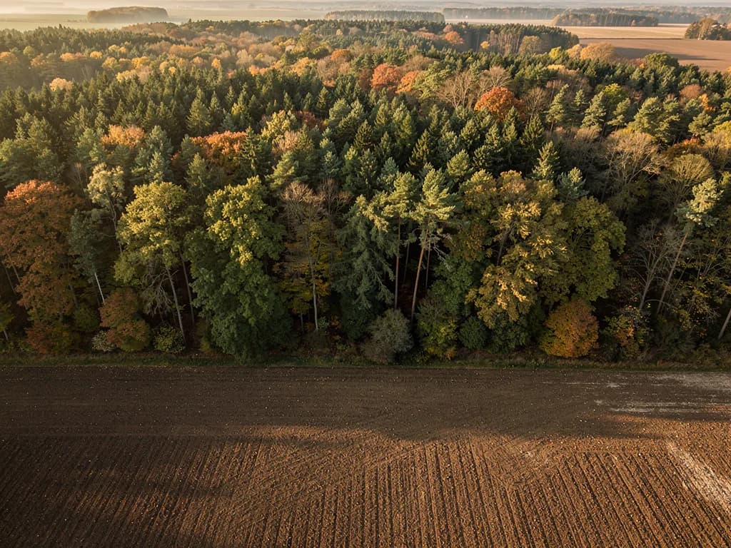 Luftbild eines Mischwalds im Herbst, dessen Rand unmittelbar an einen frisch gepflügten Acker grenzt.