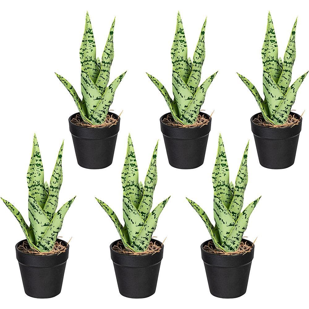Kaiserkraft Mini-Sanseveria 6er-Set Grüngrau Kunststofftopf