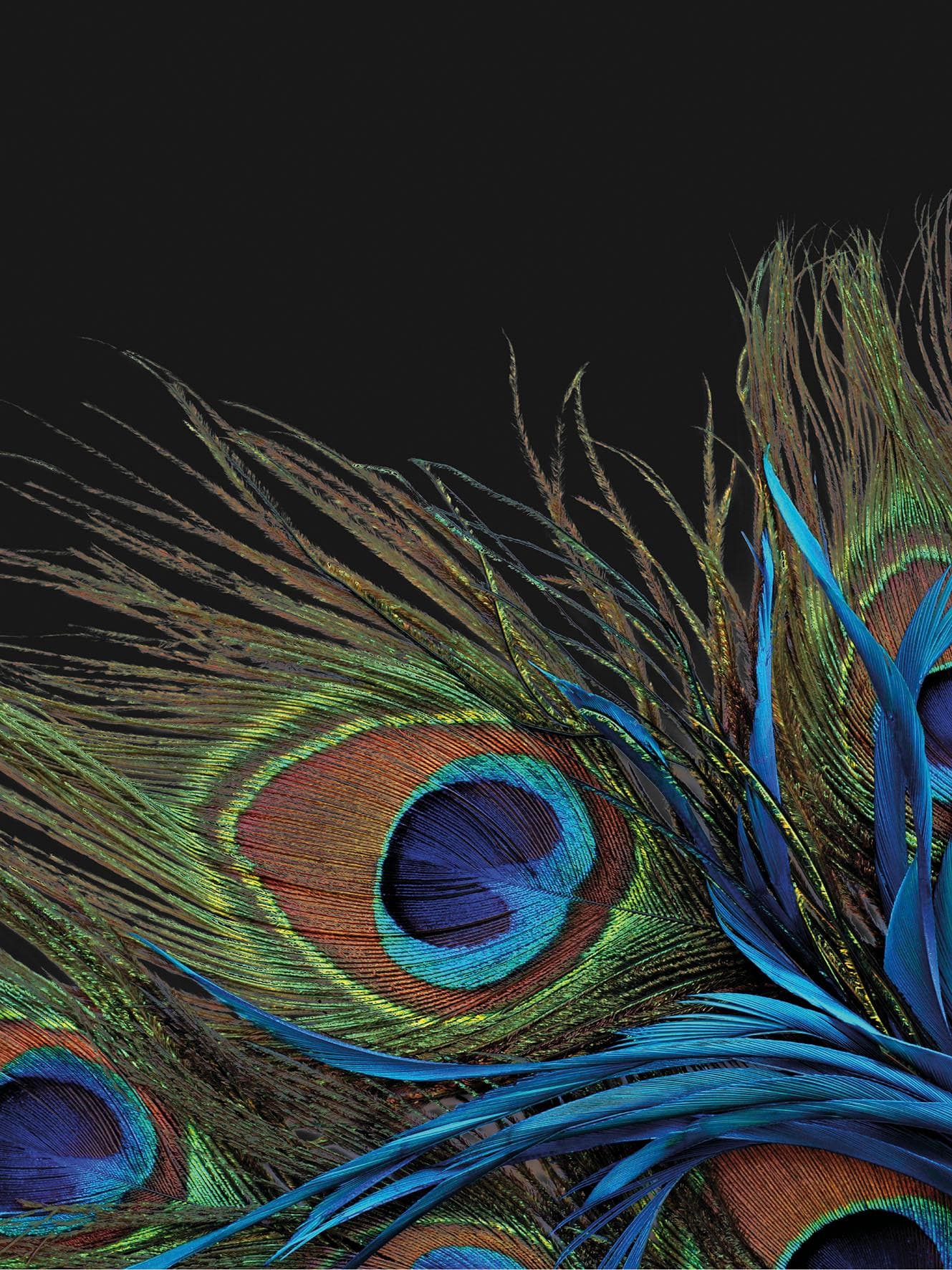 KINZLER Wohndecke Mikrofaser Fotodruck Pfau Bunt