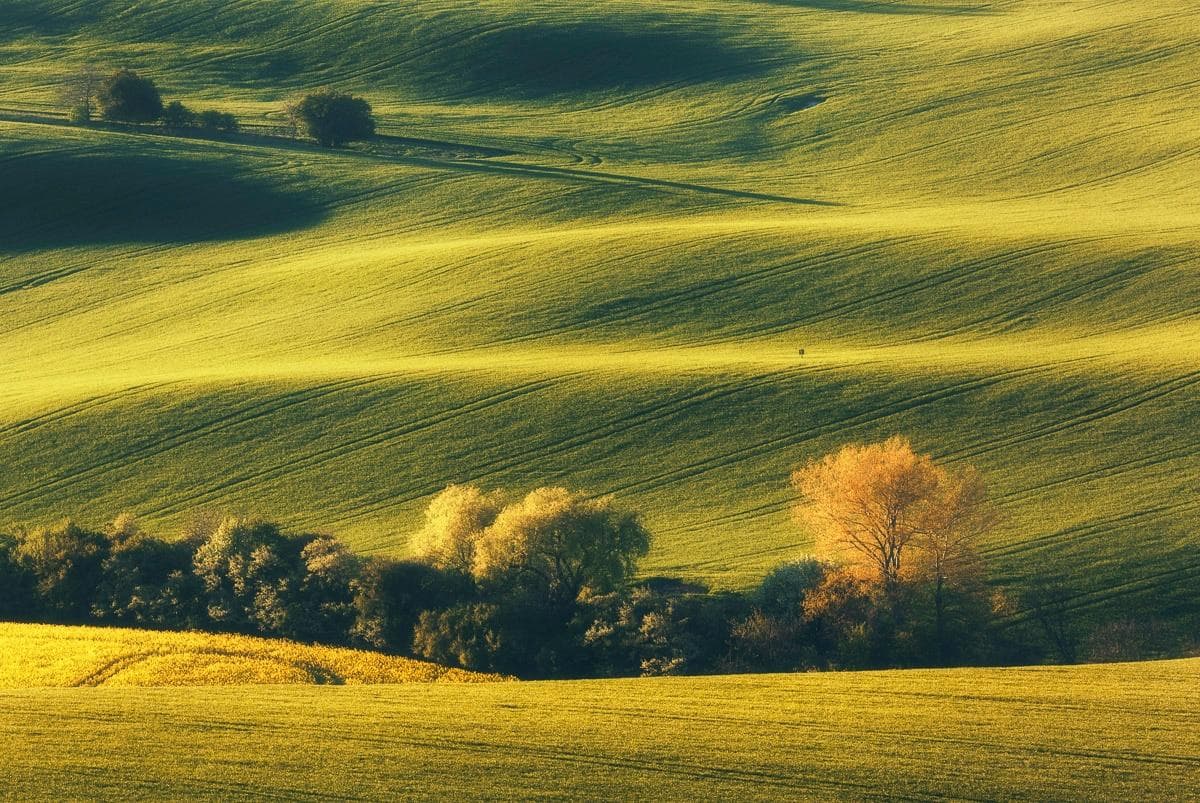 Fototapete PAPERMOON Landschaft mit Bäumen bunt Vlies