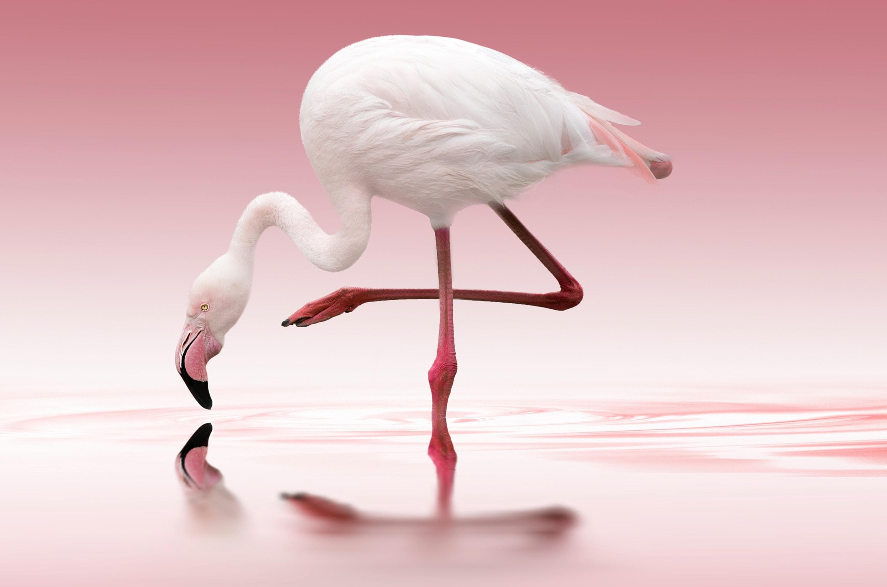 Fototapete PAPERMOON Flamingo bunt Vlies