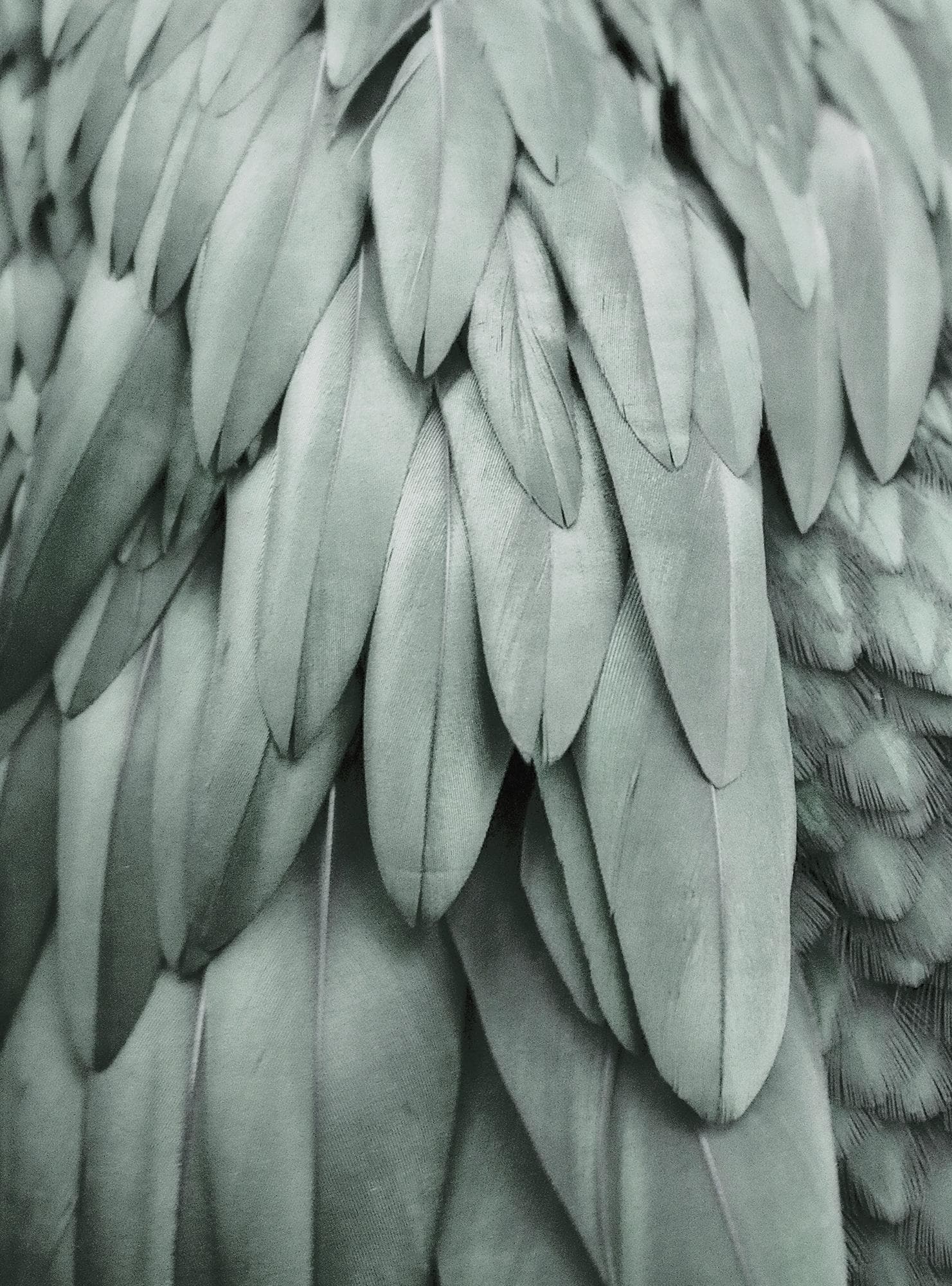 Living Walls Fototapete ARTist Feathers Grün Vlies