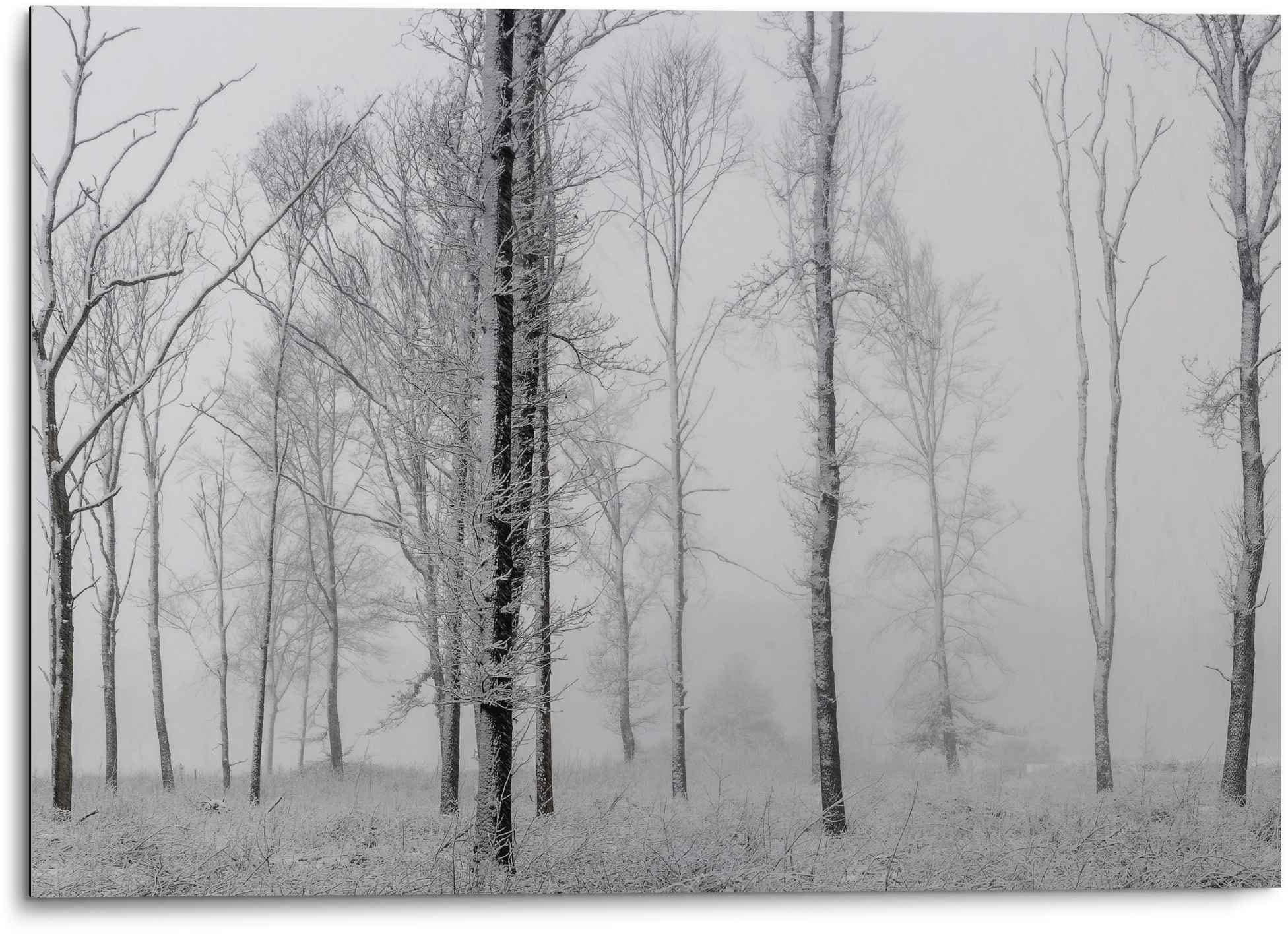 REINDERS Aluminium Wandbild Still Natur - Schwarz-Weiss - Wald - Bäume
